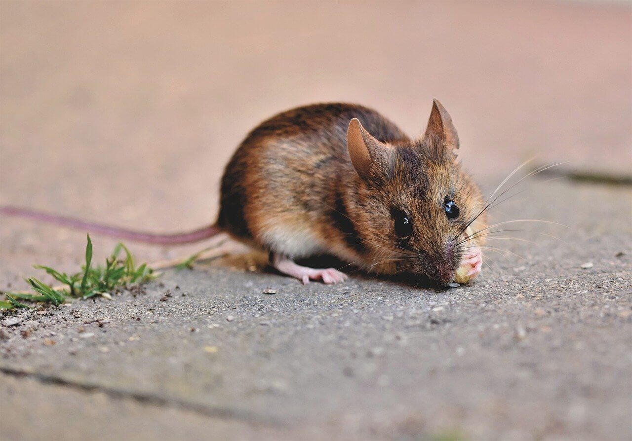 Rat-Borne Diseases